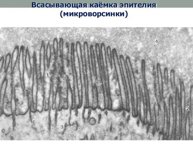 Всасывающая каёмка эпителия (микроворсинки)