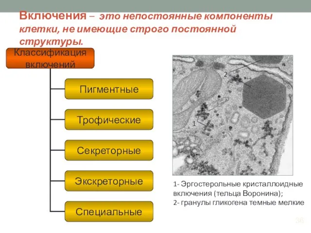 Включения – это непостоянные компоненты клетки, не имеющие строго постоянной структуры.