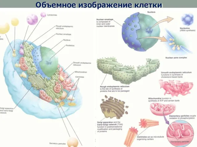 Объемное изображение клетки