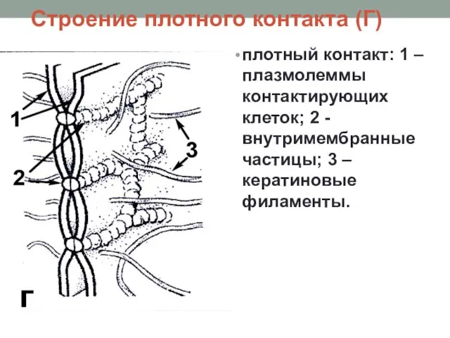 Строение плотного контакта (Г) плотный контакт: 1 – плазмолеммы контактирующих клеток;