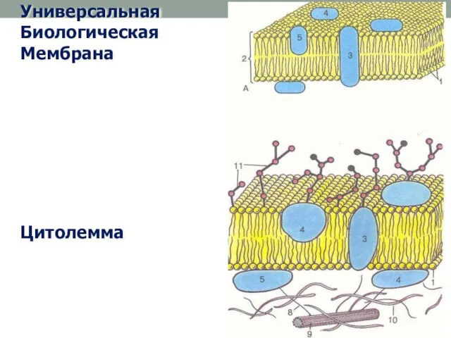 Универсальная Биологическая Мембрана Цитолемма