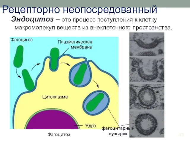 Рецепторно неопосредованный Эндоцитоз – это процесс поступления к клетку макромолекул веществ