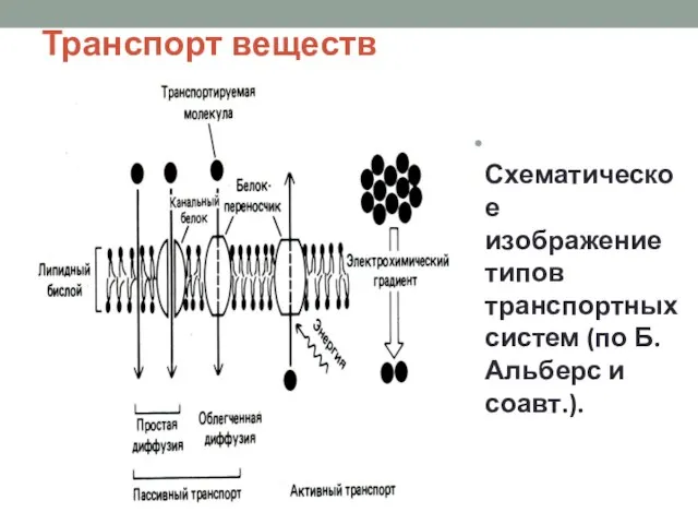 Транспорт веществ Схематическое изображение типов транспортных систем (по Б. Альберс и соавт.).