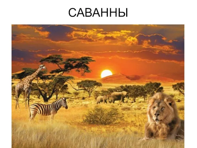 САВАННЫ