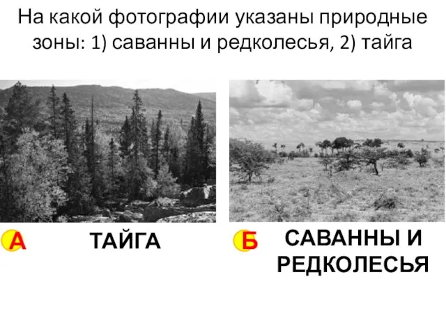 На какой фотографии указаны природные зоны: 1) саванны и редколесья, 2)