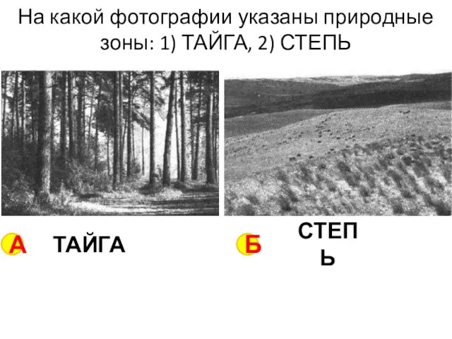 На какой фотографии указаны природные зоны: 1) ТАЙГА, 2) СТЕПЬ А Б ТАЙГА СТЕПЬ