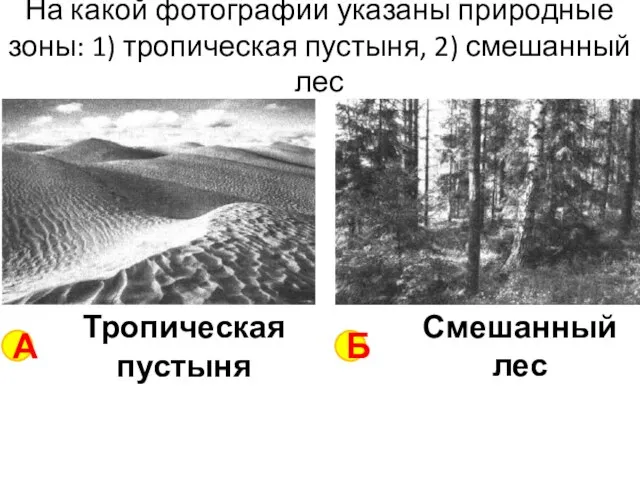 На какой фотографии указаны природные зоны: 1) тропическая пустыня, 2) смешанный