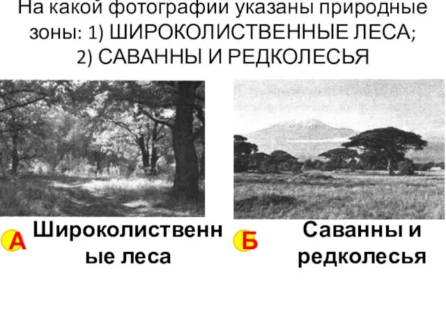 На какой фотографии указаны природные зоны: 1) ШИРОКОЛИСТВЕННЫЕ ЛЕСА; 2) САВАННЫ