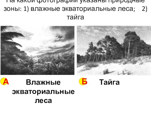 На какой фотографии указаны природные зоны: 1) влажные экваториальные леса; 2)