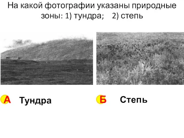 На какой фотографии указаны природные зоны: 1) тундра; 2) степь А Б Тундра Степь