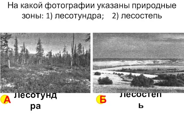 На какой фотографии указаны природные зоны: 1) лесотундра; 2) лесостепь А Б Лесотундра Лесостепь