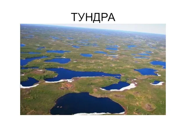 ТУНДРА