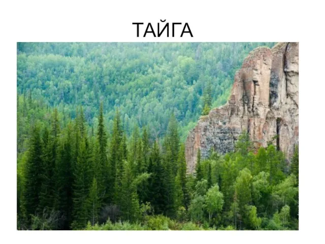 ТАЙГА