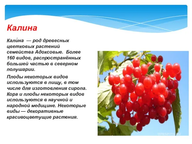 Кали́на — род древесных цветковых растений семейства Адоксовые. Более 160 видов,