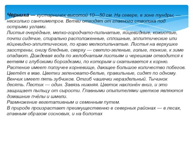 . Черника — кустарничек высотой 10—50 см. На севере, в зоне