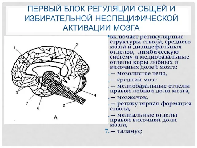 ПЕРВЫЙ БЛОК РЕГУЛЯЦИИ ОБЩЕЙ И ИЗБИРАТЕЛЬНОЙ НЕСПЕЦИФИЧЕСКОЙ АКТИВАЦИИ МОЗГА включает ретикулярные