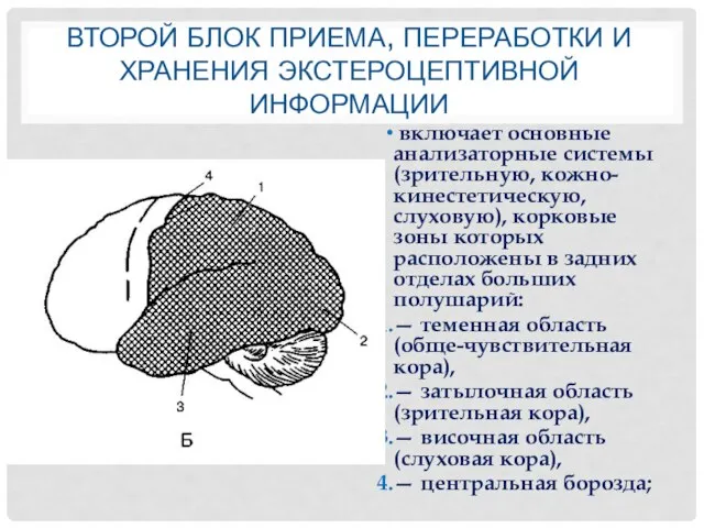 ВТОРОЙ БЛОК ПРИЕМА, ПЕРЕРАБОТКИ И ХРАНЕНИЯ ЭКСТЕРОЦЕПТИВНОЙ ИНФОРМАЦИИ включает основные анализаторные