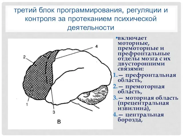 третий блок программирования, регуляции и контроля за протеканием психической деятельности включает