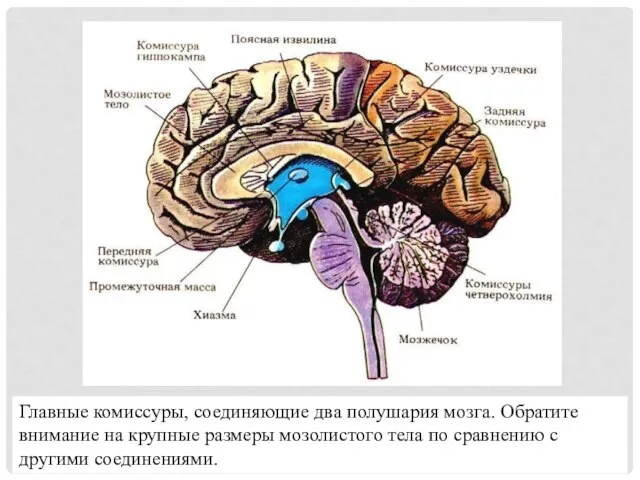 Главные комиссуры, соединяющие два полушария мозга. Обратите внимание на крупные размеры