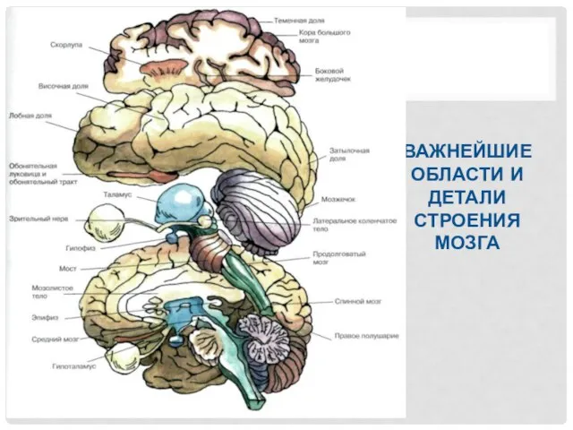 ВАЖНЕЙШИЕ ОБЛАСТИ И ДЕТАЛИ СТРОЕНИЯ МОЗГА