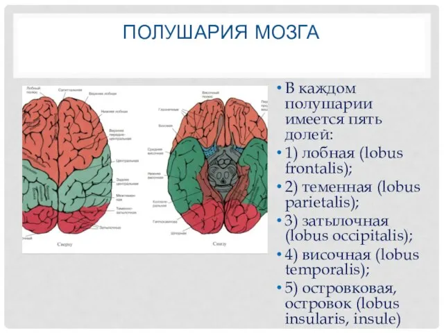 ПОЛУШАРИЯ МОЗГА В каждом полушарии имеется пять долей: 1) лобная (lobus