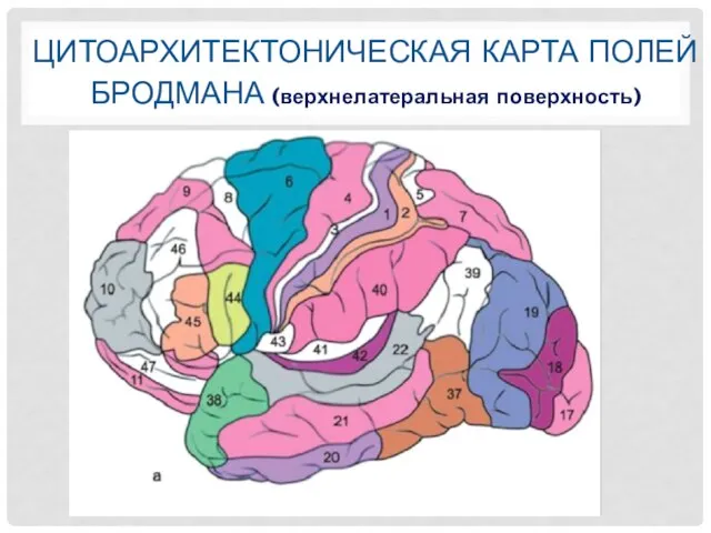 ЦИТОАРХИТЕКТОНИЧЕСКАЯ КАРТА ПОЛЕЙ БРОДМАНА (верхнелатеральная поверхность)