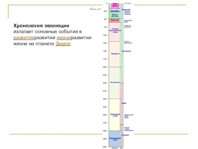 Млн.лет Хронология эволюции излагает основные события в развитииразвитии жизниразвитии жизни на планете Земля