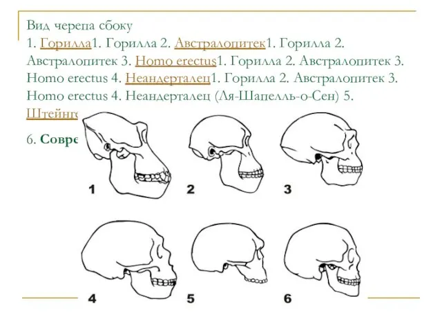 Вид черепа сбоку 1. Горилла1. Горилла 2. Австралопитек1. Горилла 2. Австралопитек