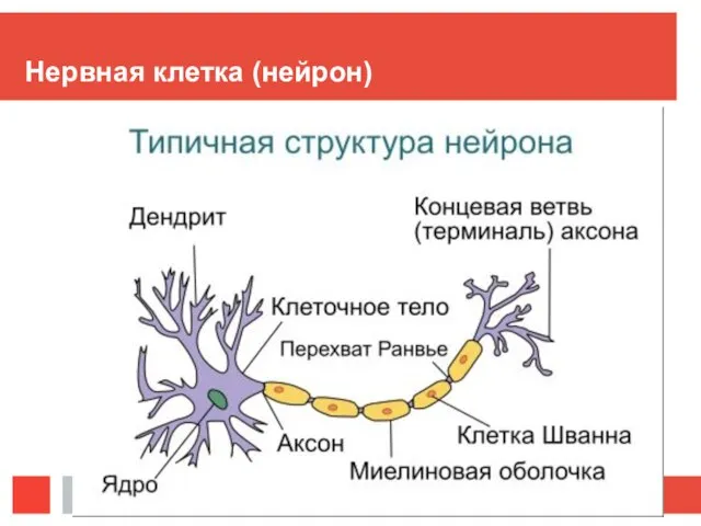 Нервная клетка (нейрон)