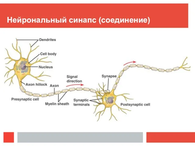 Нейрональный синапс (соединение)