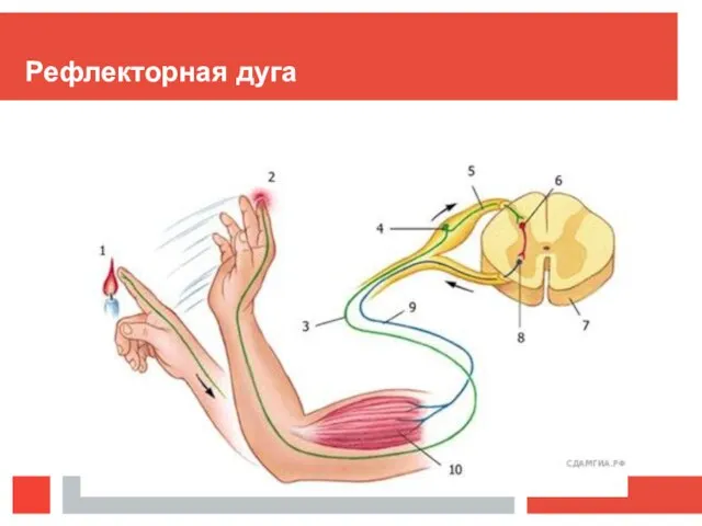 Рефлекторная дуга