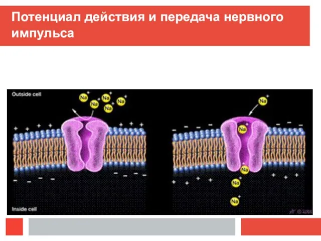 Потенциал действия и передача нервного импульса