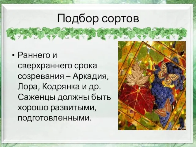 Подбор сортов Раннего и сверхраннего срока созревания – Аркадия, Лора, Кодрянка