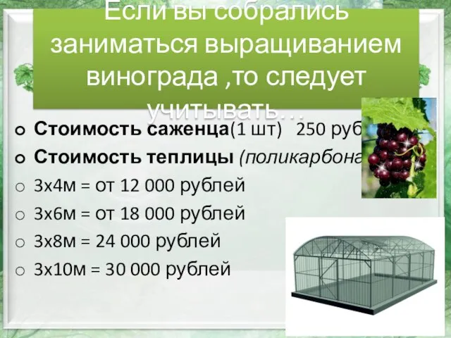 Если вы собрались заниматься выращиванием винограда ,то следует учитывать… Стоимость саженца(1