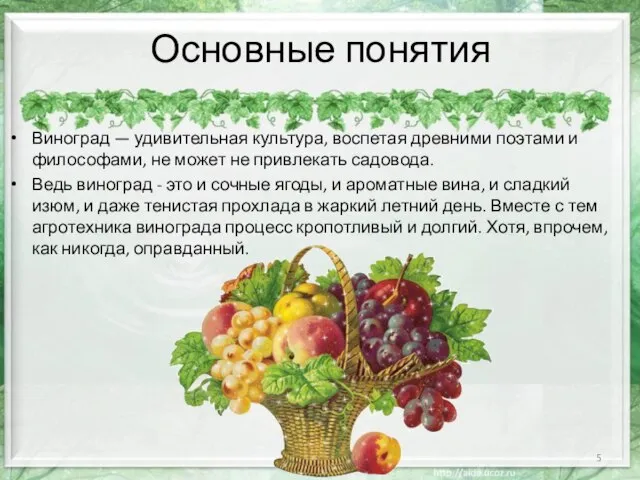 Основные понятия Виноград — удивительная культура, воспетая древними поэтами и философами,