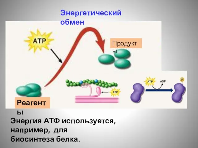 Энергетический обмен Энергия АТФ используется, например, для биосинтеза белка. Реагенты Продукты