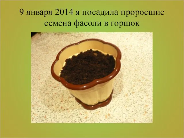 9 января 2014 я посадила проросшие семена фасоли в горшок