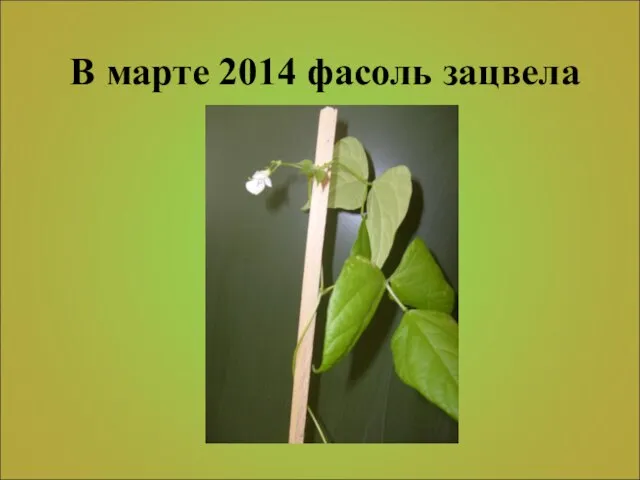 В марте 2014 фасоль зацвела