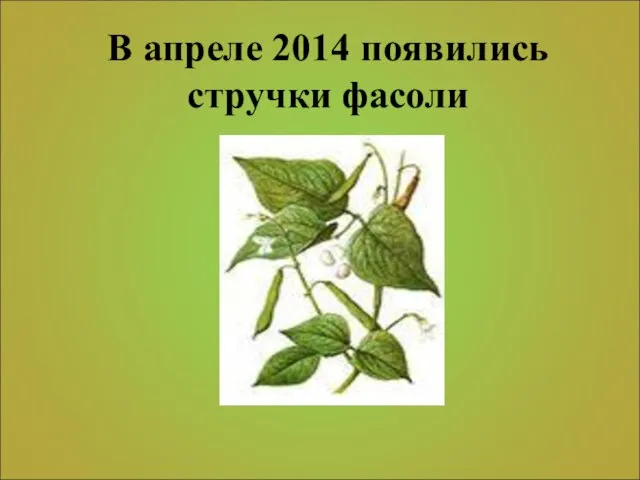 В апреле 2014 появились стручки фасоли