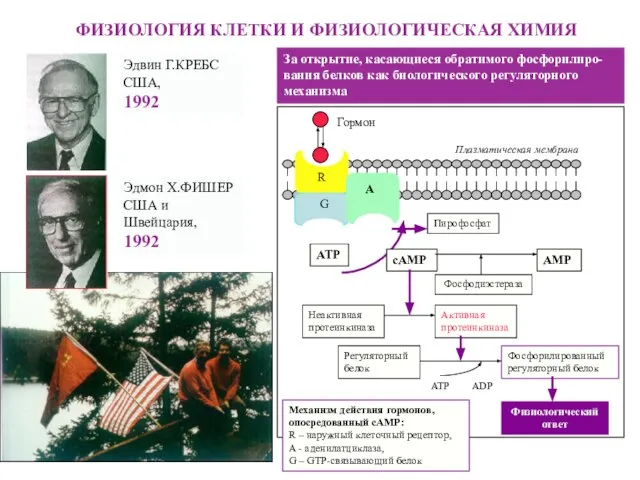 За открытие, касающиеся обратимого фосфорилиро-вания белков как биологического регуляторного механизма ФИЗИОЛОГИЯ