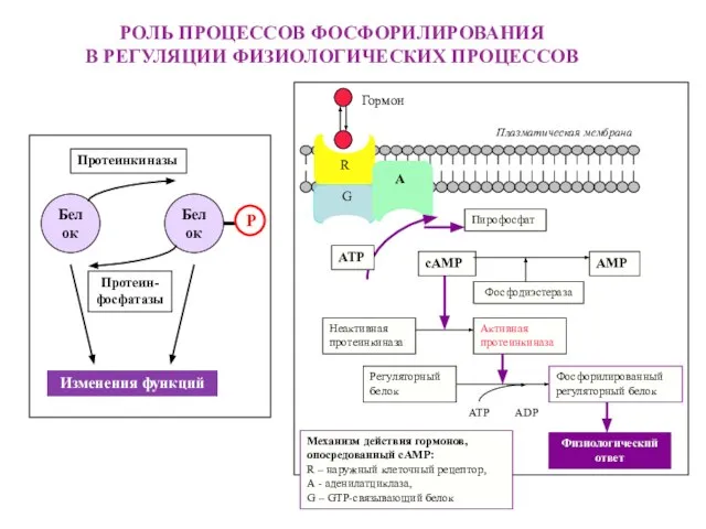 РОЛЬ ПРОЦЕССОВ ФОСФОРИЛИРОВАНИЯ В РЕГУЛЯЦИИ ФИЗИОЛОГИЧЕСКИХ ПРОЦЕССОВ