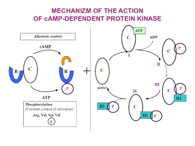 MECHANIZM OF THE ACTION OF cAMP-DEPENDENT PROTEIN KINASE