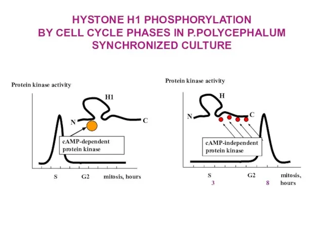 HYSTONE H1 PHOSPHORYLATION BY CELL CYCLE PHASES IN P.POLYCEPHALUM SYNCHRONIZED CULTURE