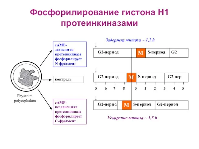 Фосфорилирование гистона Н1 протеинкиназами