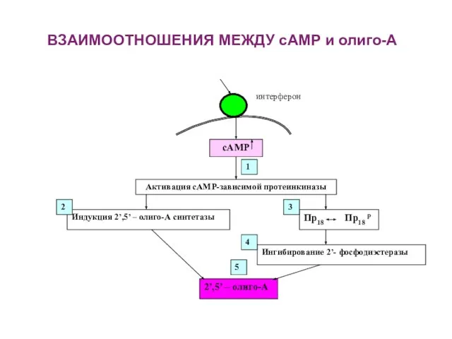 ВЗАИМООТНОШЕНИЯ МЕЖДУ сАМР и олиго-А