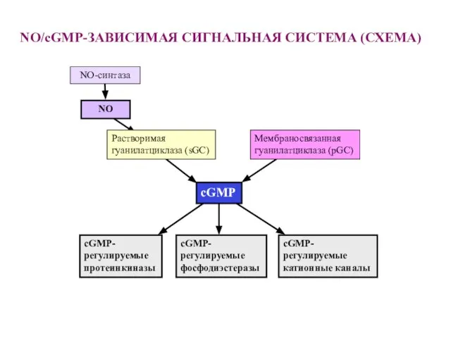 NO/cGMP-ЗАВИСИМАЯ СИГНАЛЬНАЯ СИСТЕМА (СХЕМА)