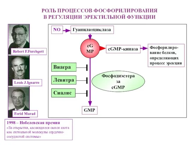 РОЛЬ ПРОЦЕССОВ ФОСФОРИЛИРОВАНИЯ В РЕГУЛЯЦИИ ЭРЕКТИЛЬНОЙ ФУНКЦИИ