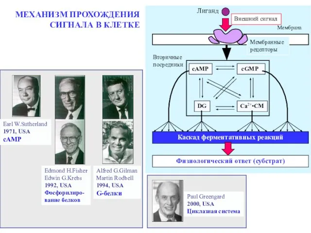 МЕХАНИЗМ ПРОХОЖДЕНИЯ СИГНАЛА В КЛЕТКЕ Earl W.Sutherland 1971, USA сAMP Edmond