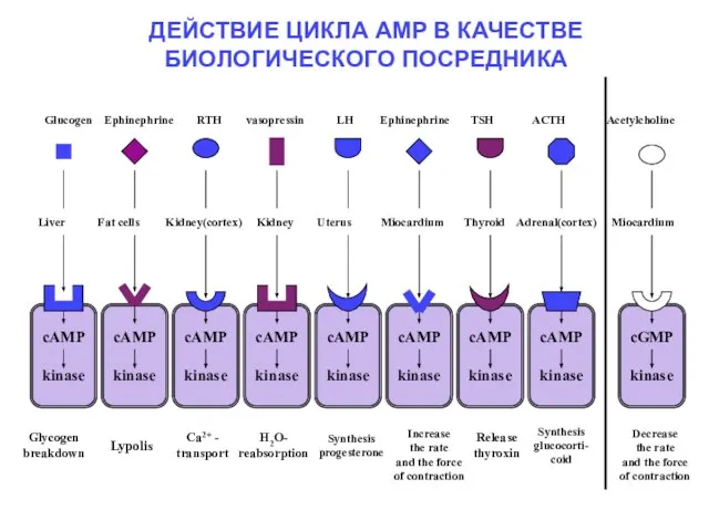 ДЕЙСТВИЕ ЦИКЛА АМР В КАЧЕСТВЕ БИОЛОГИЧЕСКОГО ПОСРЕДНИКА Glucogen Ephinephrine RTH vasopressin LH Ephinephrine TSH ACTH Acetylcholine