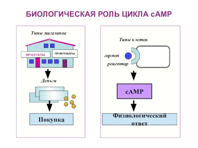 БИОЛОГИЧЕСКАЯ РОЛЬ ЦИКЛА сАМР